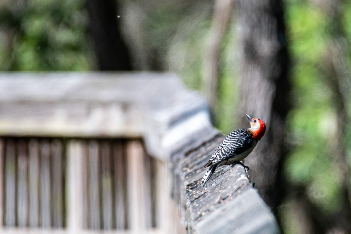Red-bellied Woodpecker - ML337938291