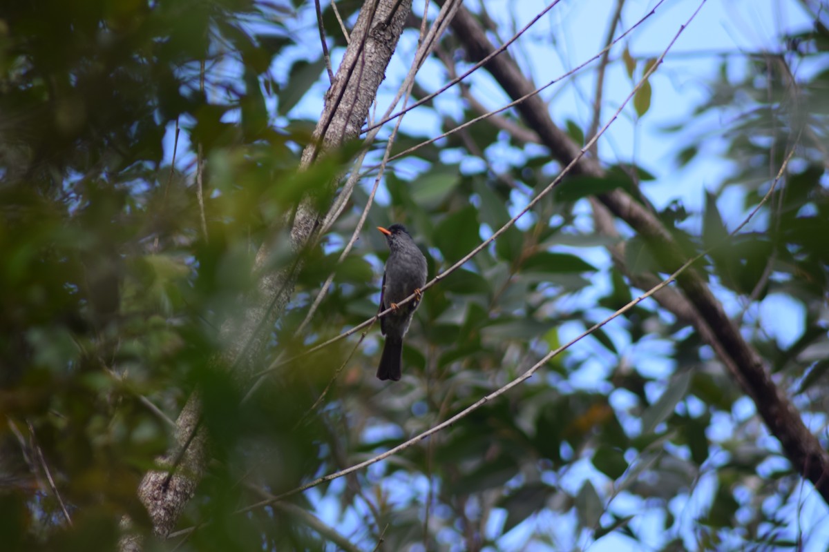 Malagasy Bulbul - ML33793851