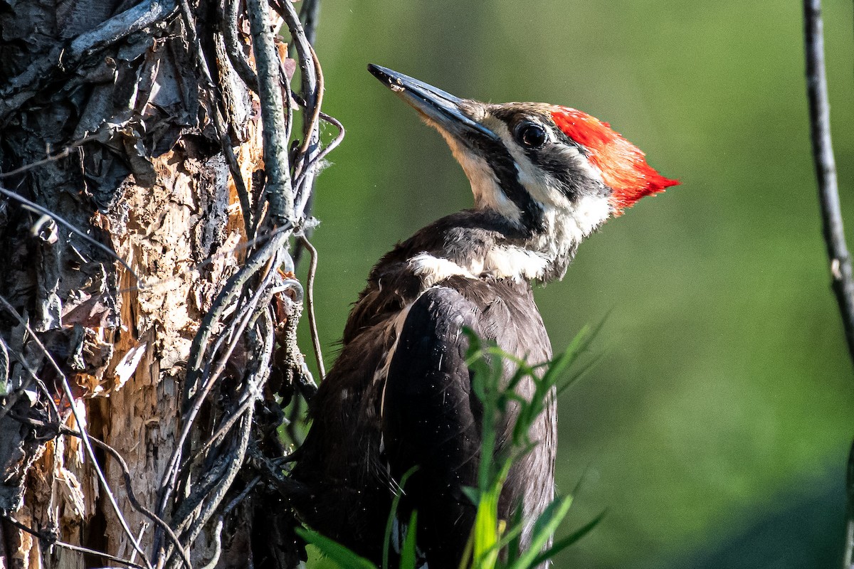 Pileated Woodpecker - ML337938881