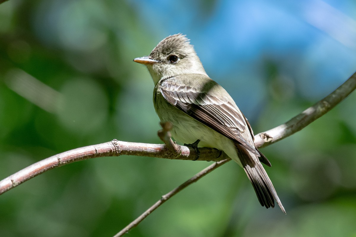 Eastern Wood-Pewee - ML337938961