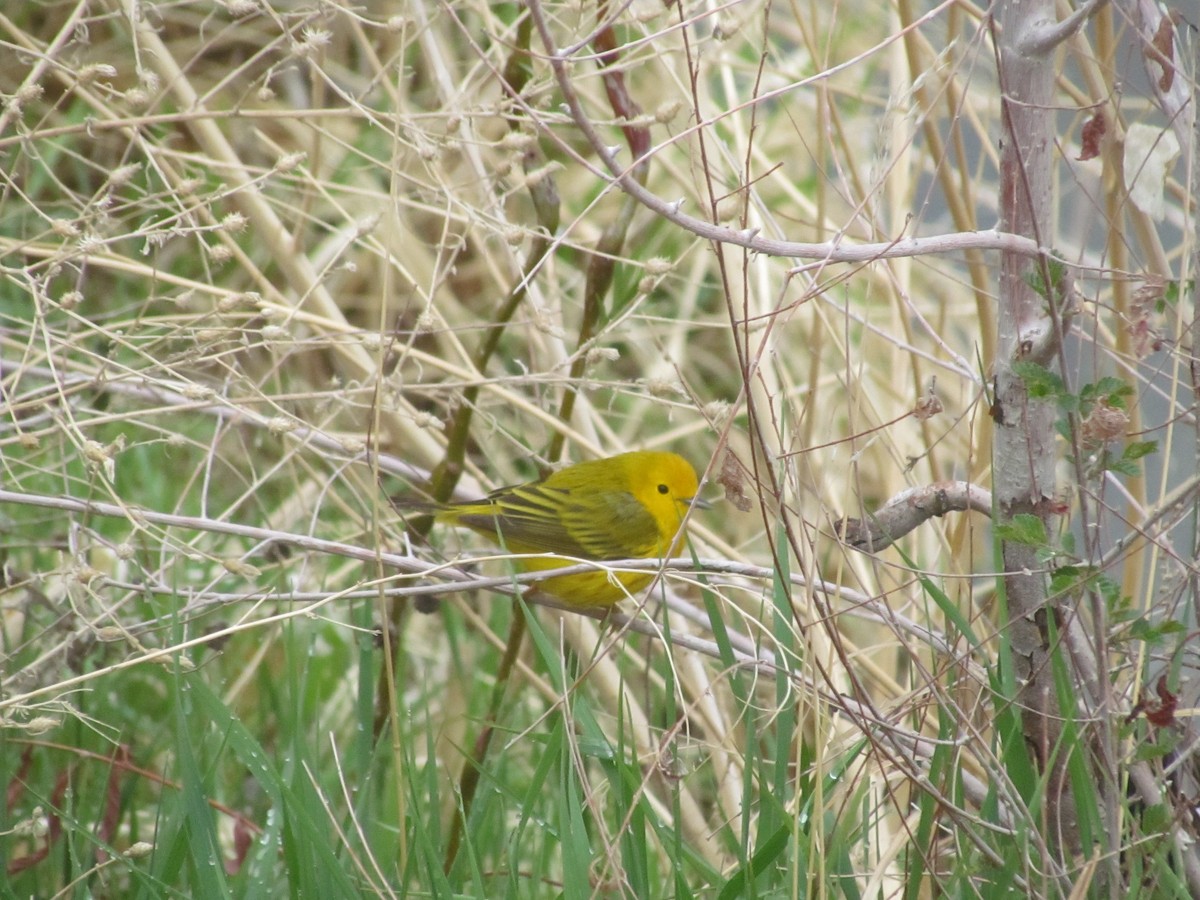 Yellow Warbler (Northern) - ML337942401