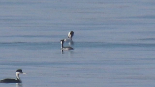 Clark's Grebe - ML337942851