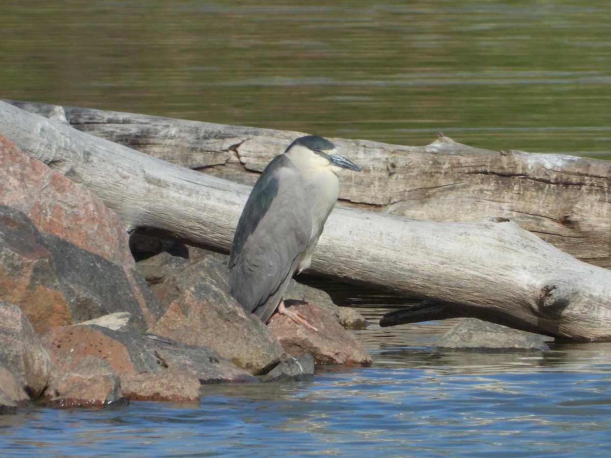 Black-crowned Night Heron - ML337943641