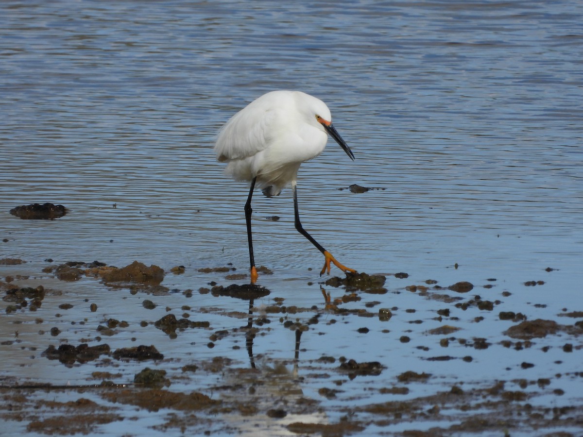 Snowy Egret - Jeff Percell