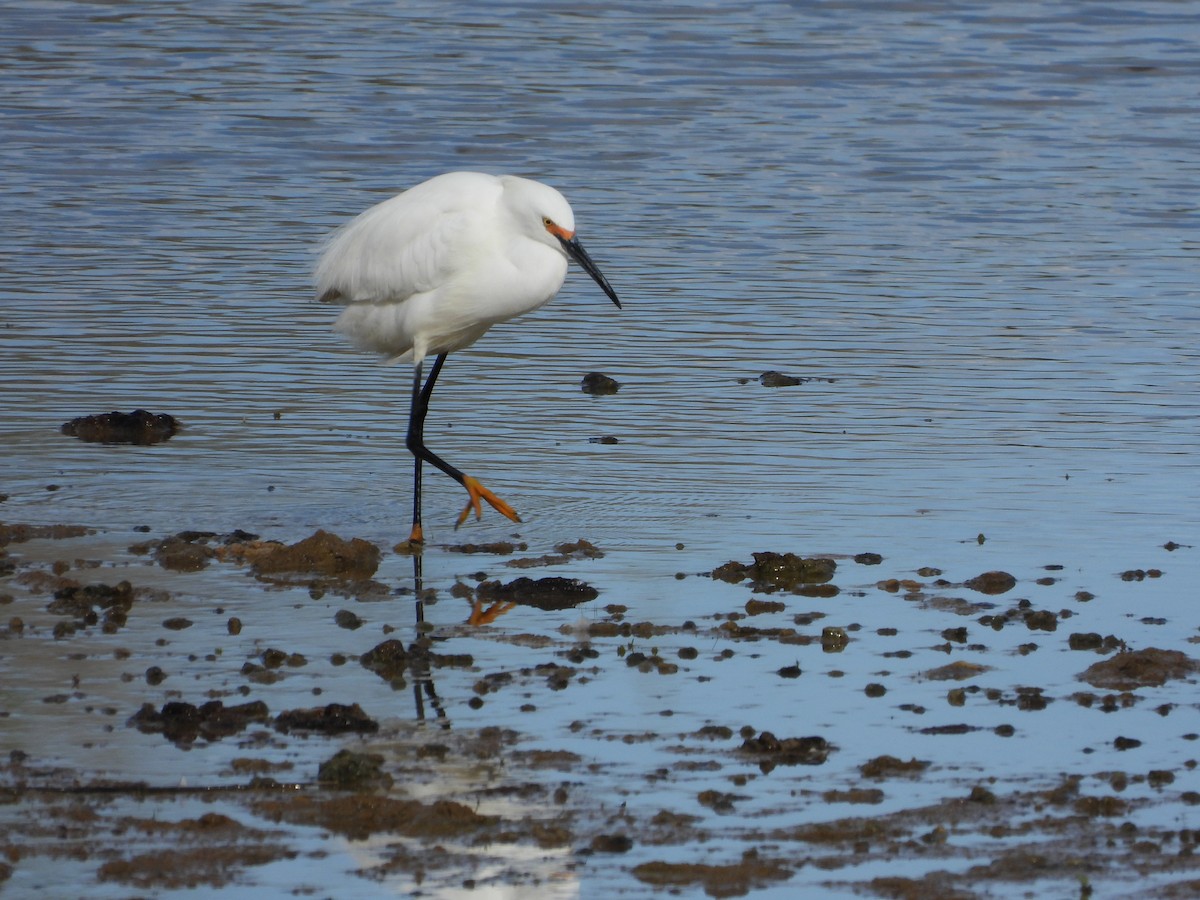 Snowy Egret - ML337944751