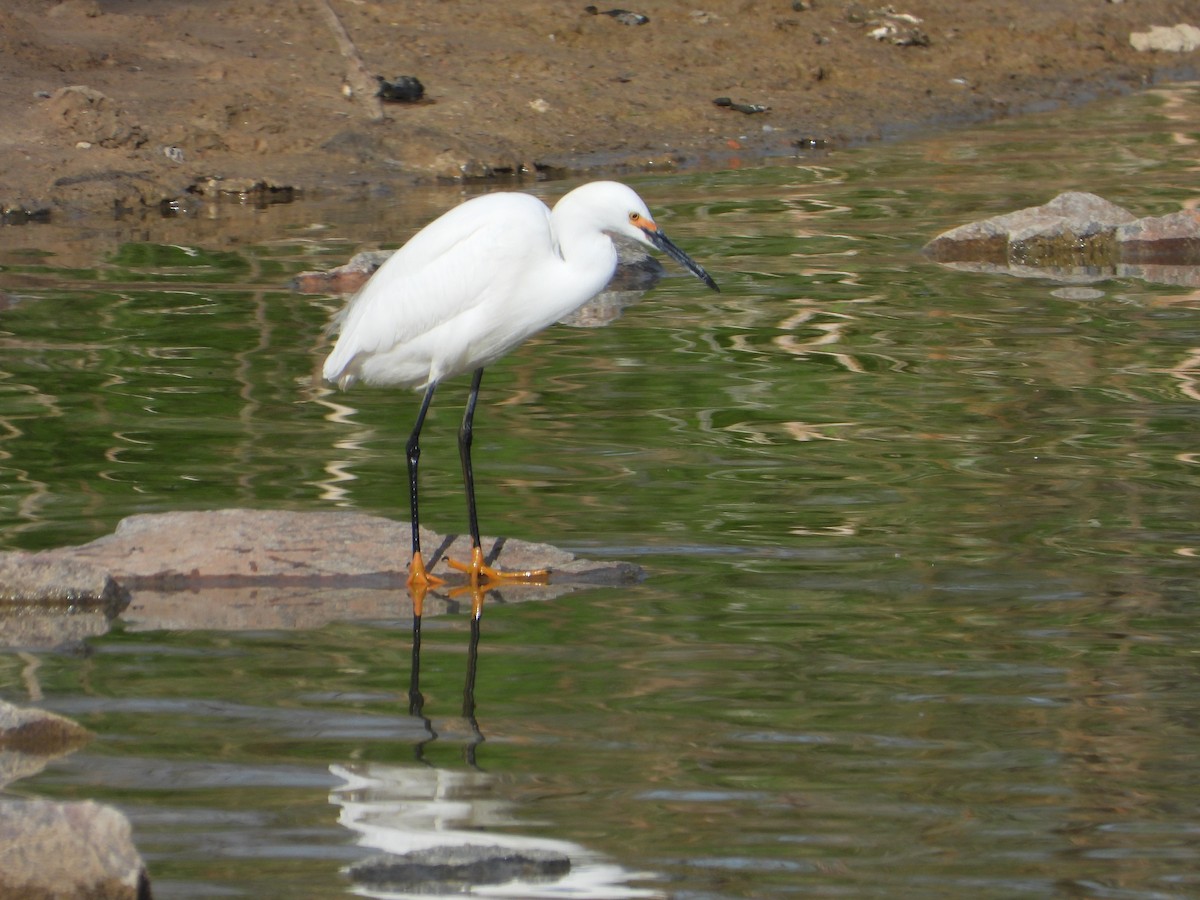 Snowy Egret - ML337944771