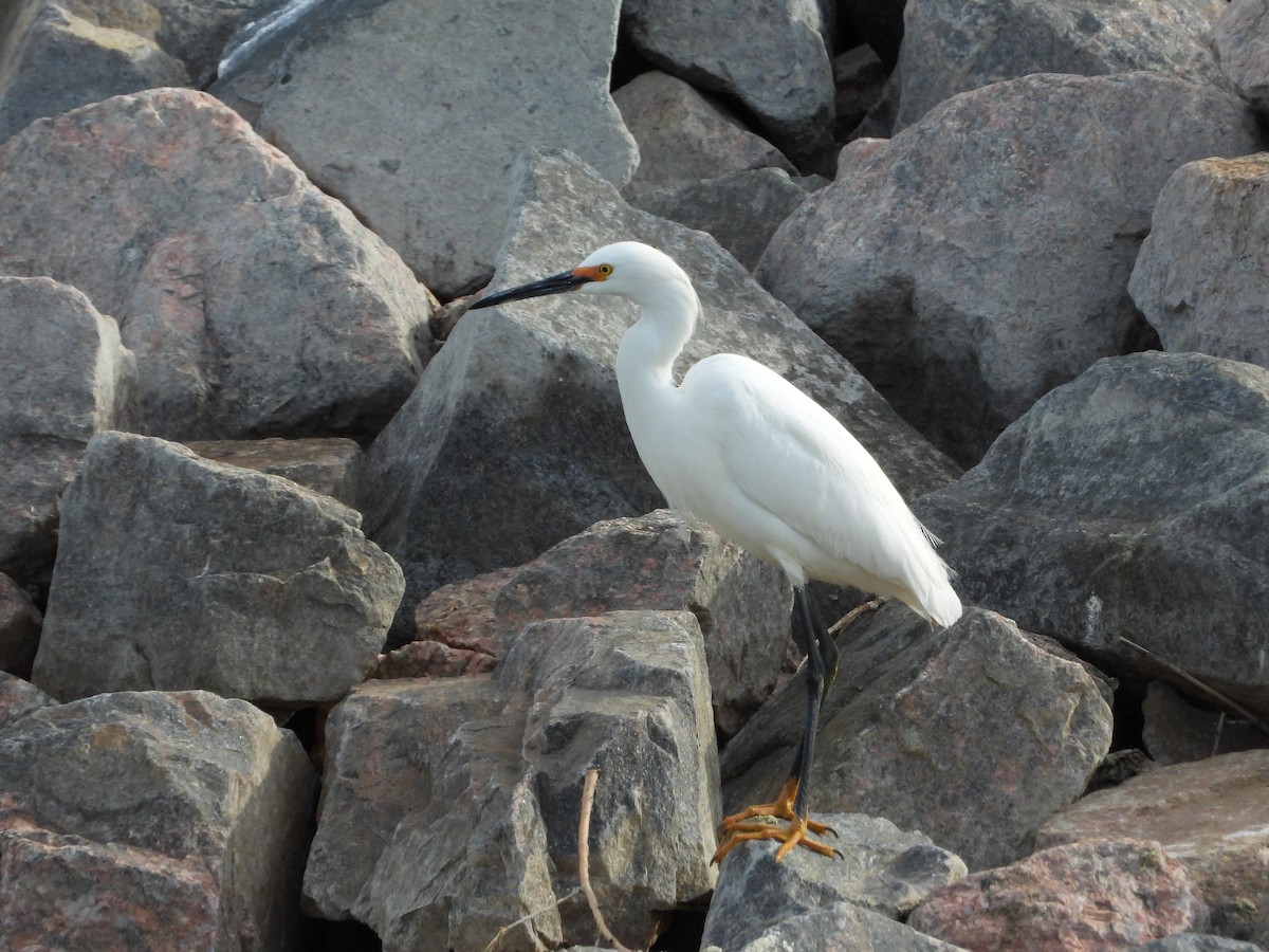 Snowy Egret - ML337944961