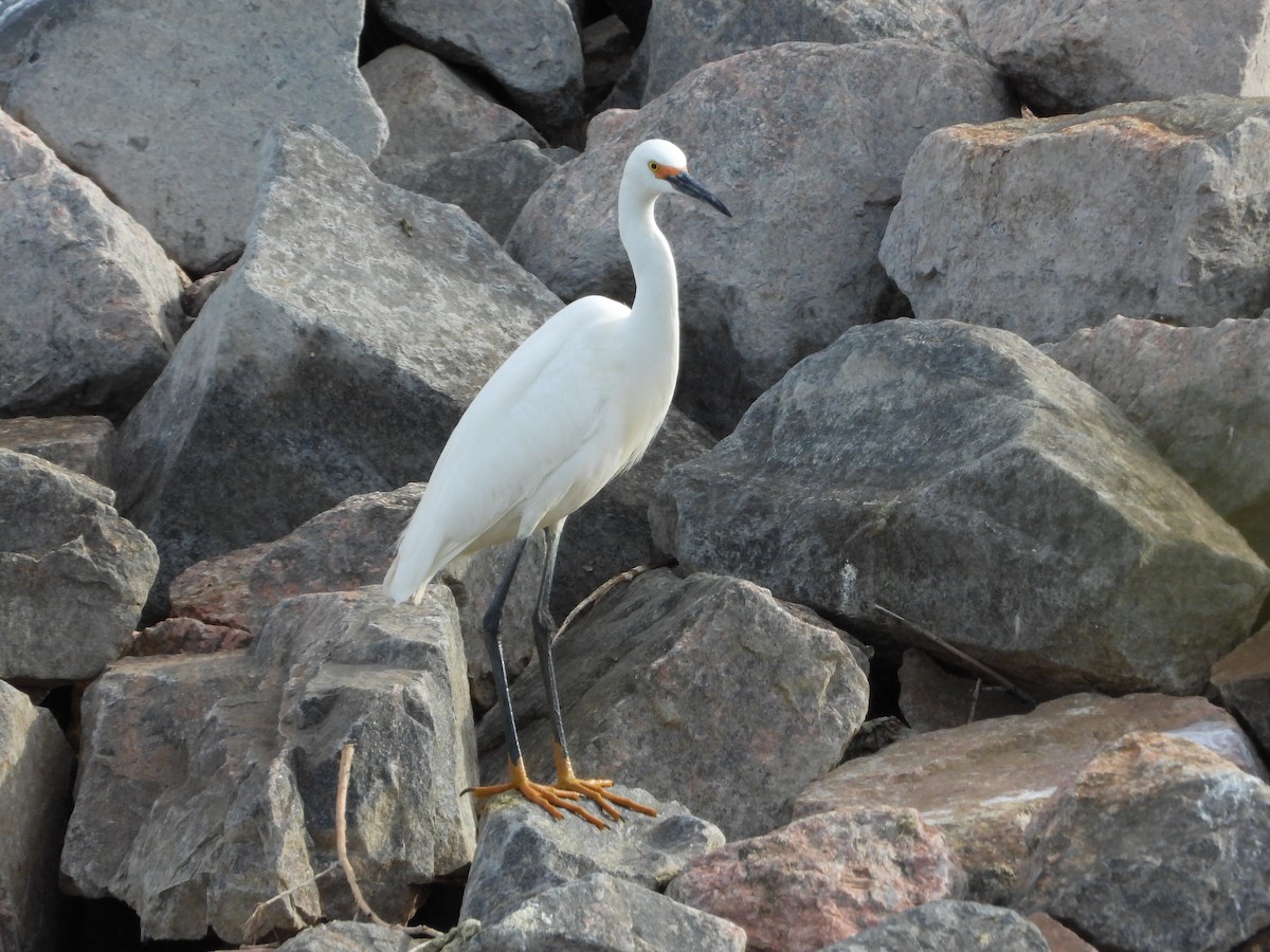 Snowy Egret - ML337944971