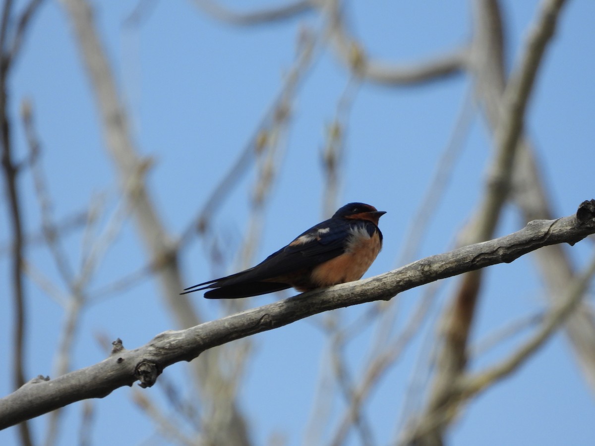 Barn Swallow - ML337945181