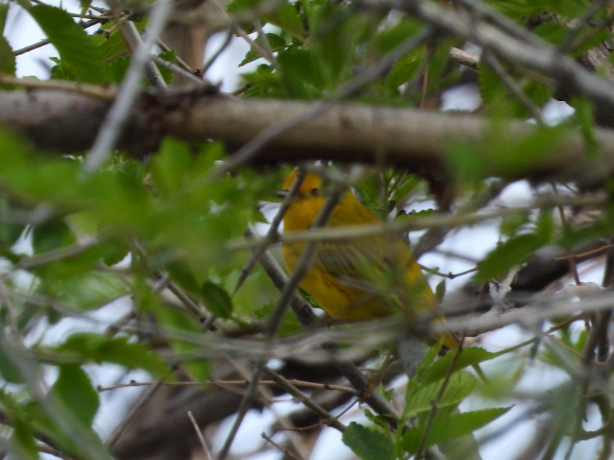 Yellow Warbler - Jeff Percell