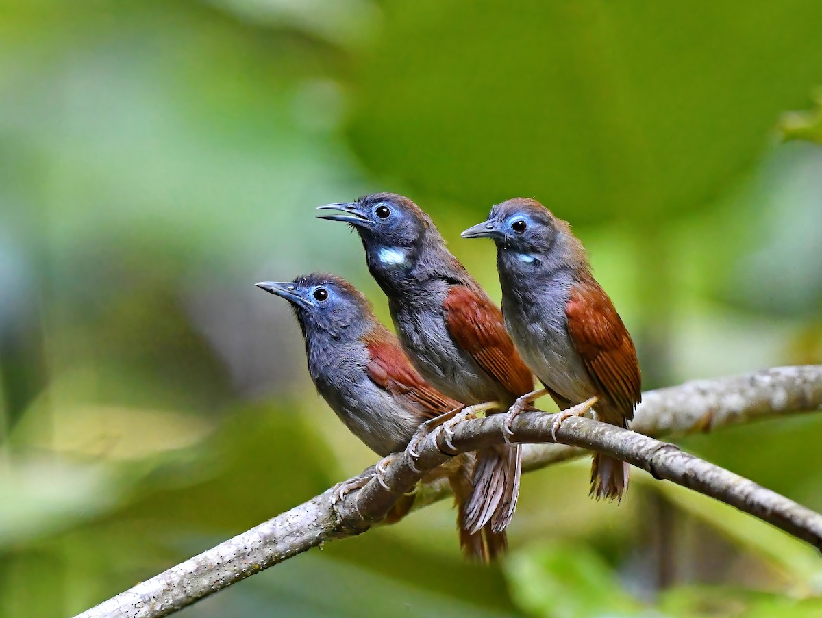 Chestnut-winged Babbler - Amar-Singh HSS