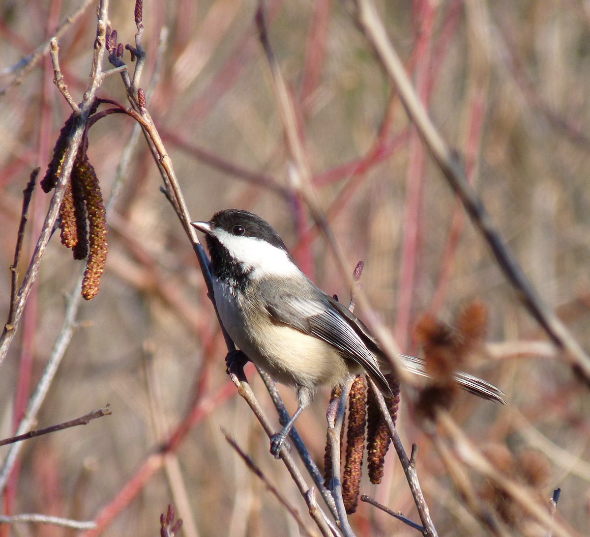 Black-capped Chickadee - Adam Sell