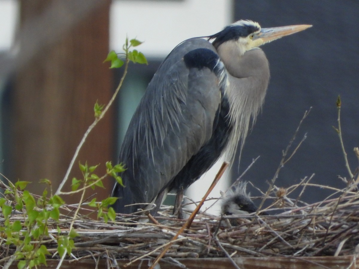 Great Blue Heron - ML337947521