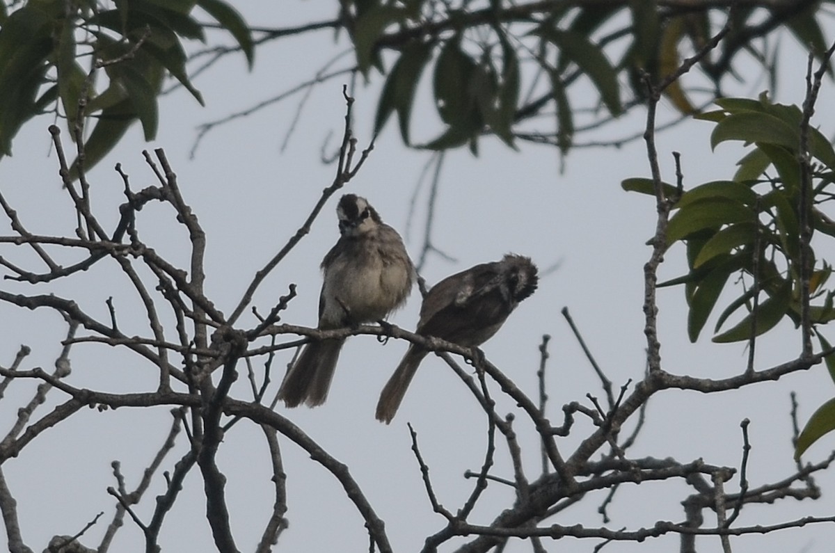 Yellow-vented Bulbul - ML33794781