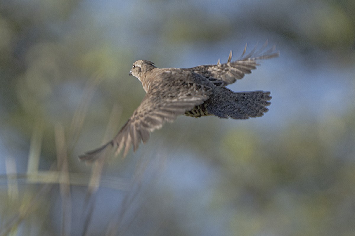 Banded Quail - ML337948961