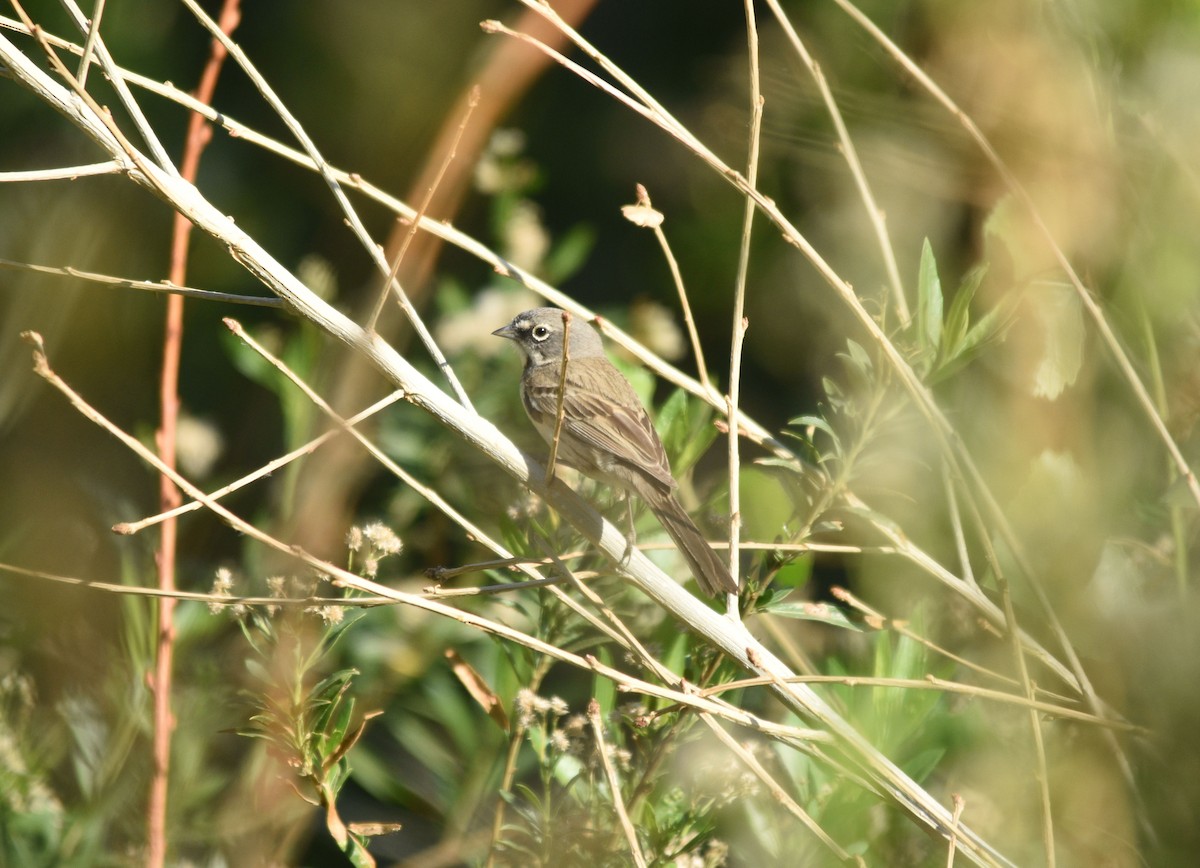 Sagebrush/Bell's Sparrow (Sage Sparrow) - Sona Conlin