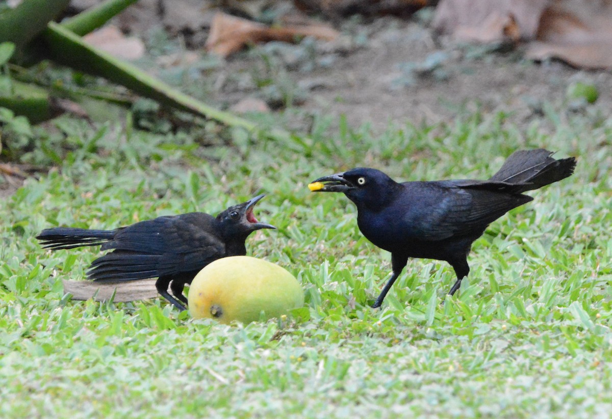 Greater Antillean Grackle - Wayne  Sutherland