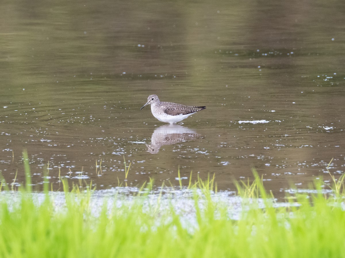 Solitary Sandpiper - ML337950911