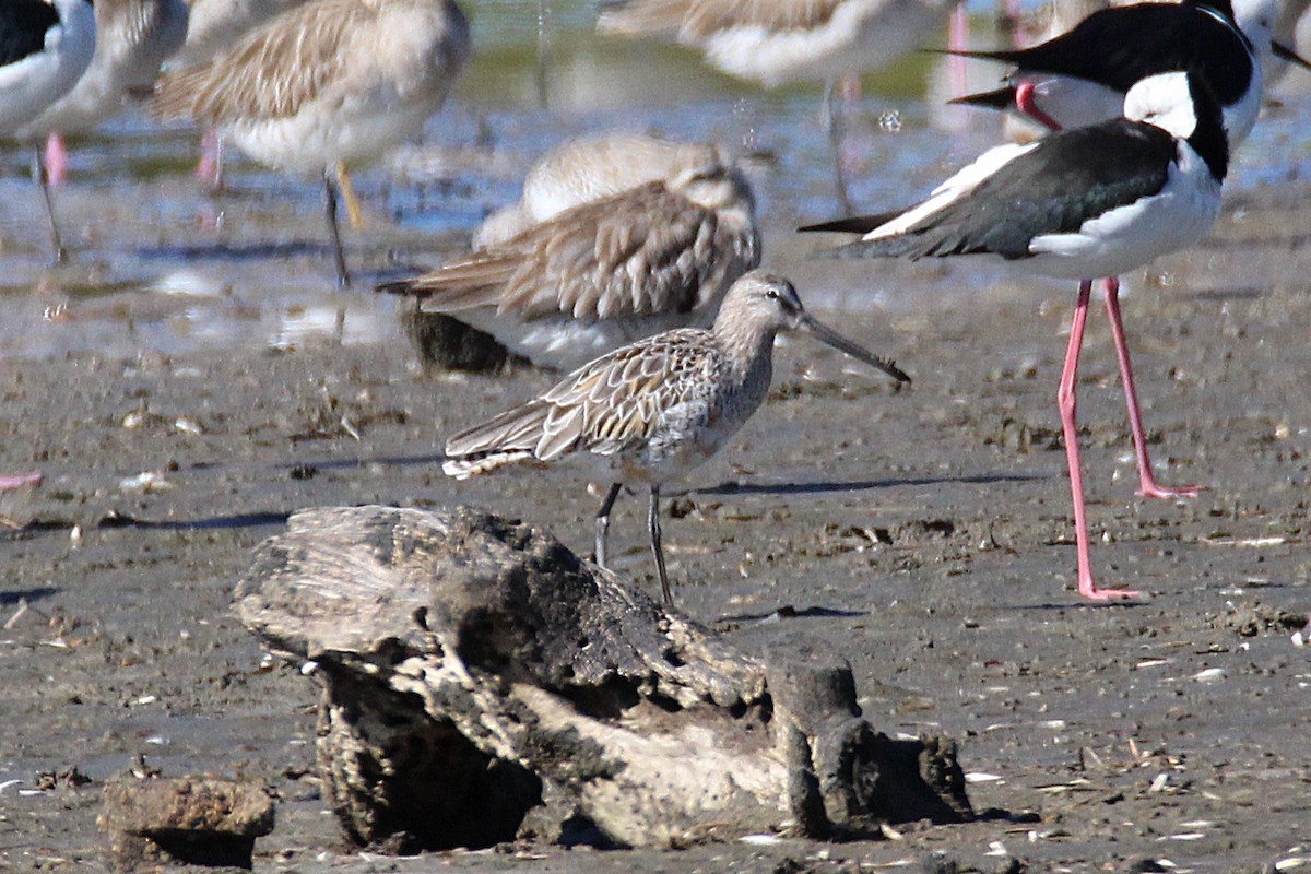 Asian Dowitcher - Vernon Kretschmann