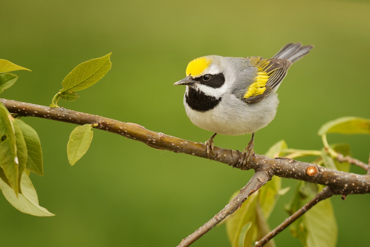 Golden-winged Warbler - Linda Petersen