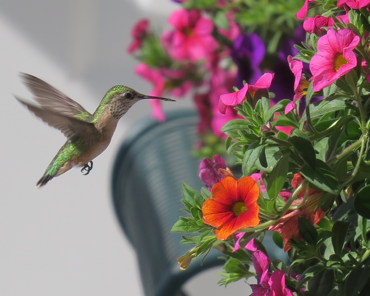 Calliope Hummingbird - Randall M