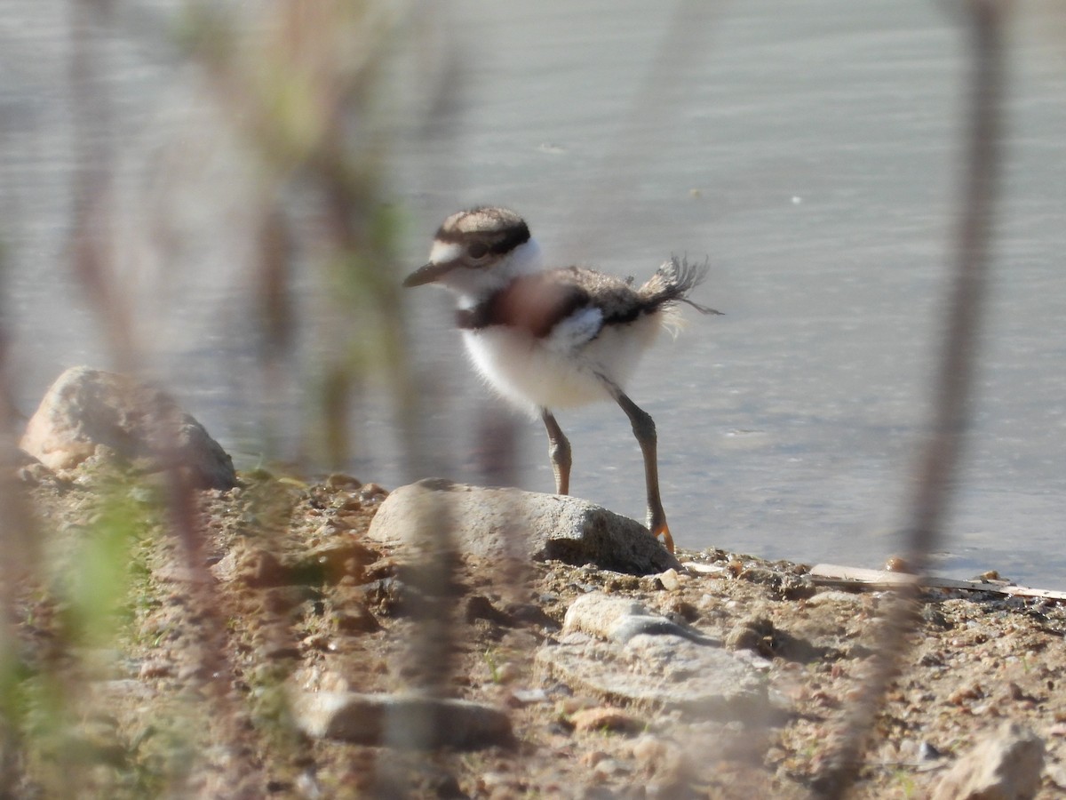 Killdeer - ML337952431