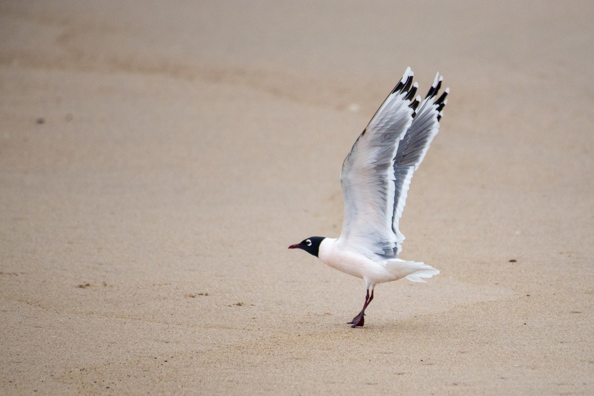 Franklin's Gull - ML337952591