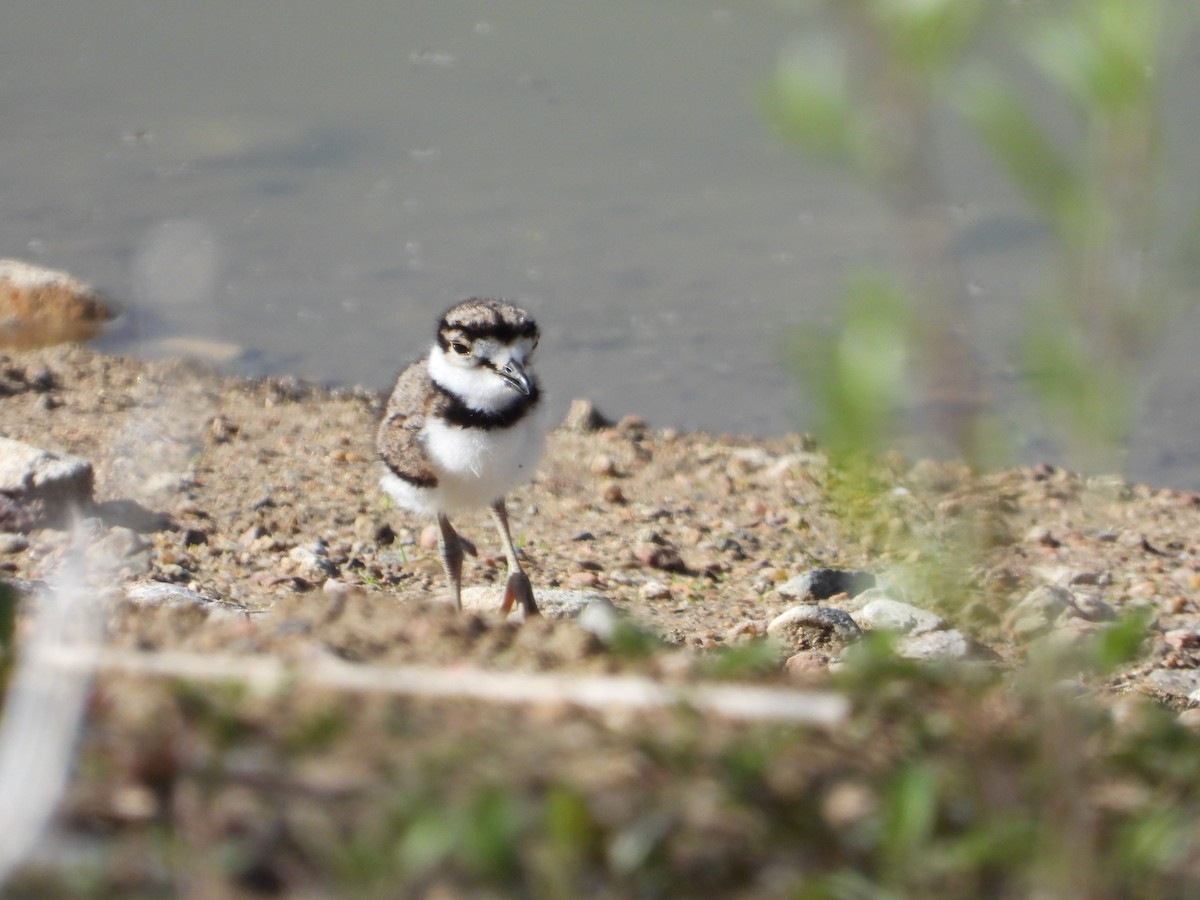 Killdeer - ML337952661