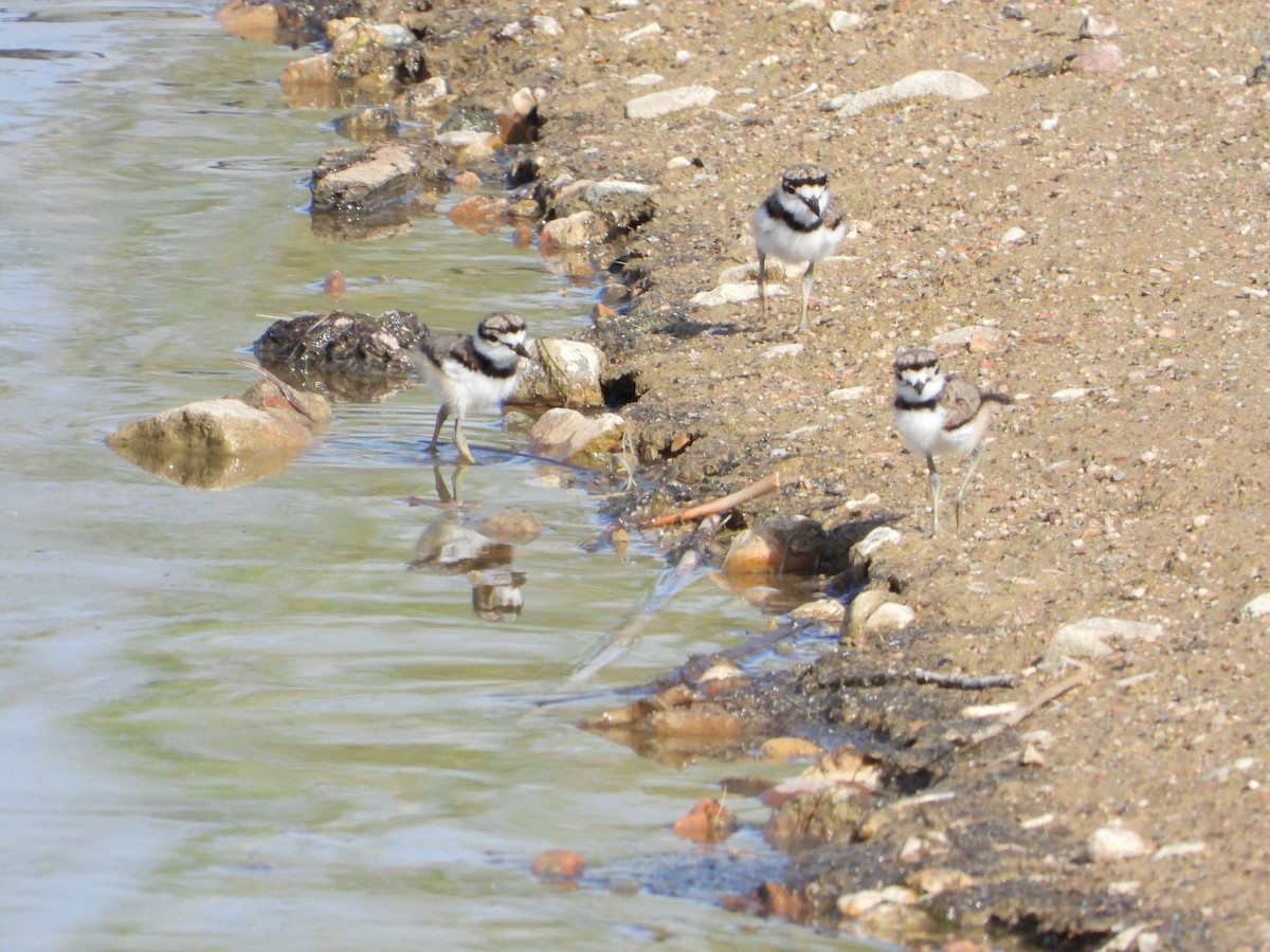 Killdeer - ML337952681