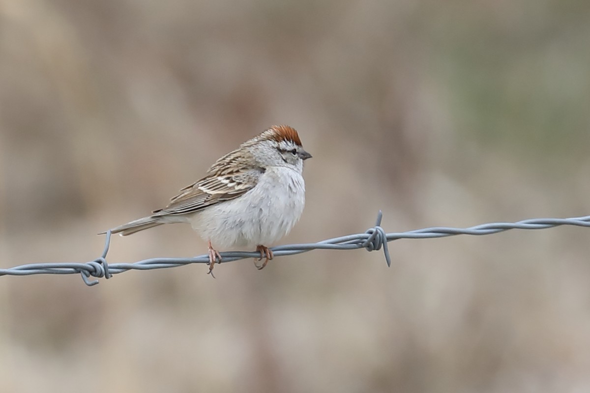Chipping Sparrow - ML337953051