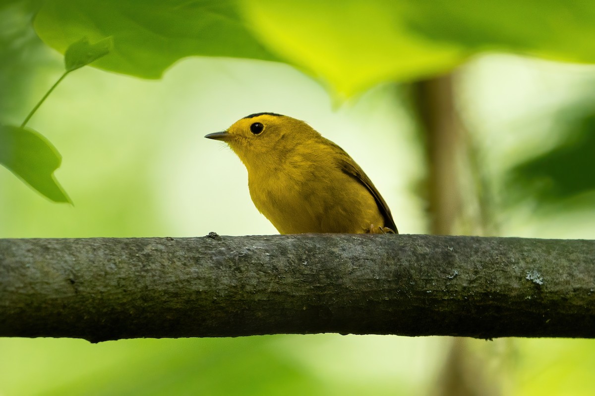 Wilson's Warbler - ML337953871