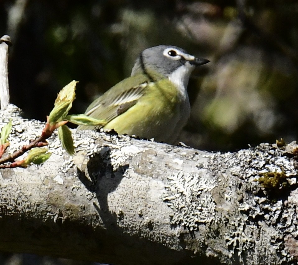 Graukopfvireo - ML337957931