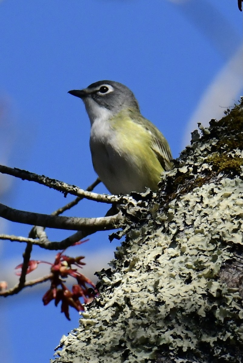 Graukopfvireo - ML337957961