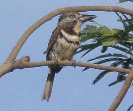 Two-banded Puffbird - Alfredo Correa