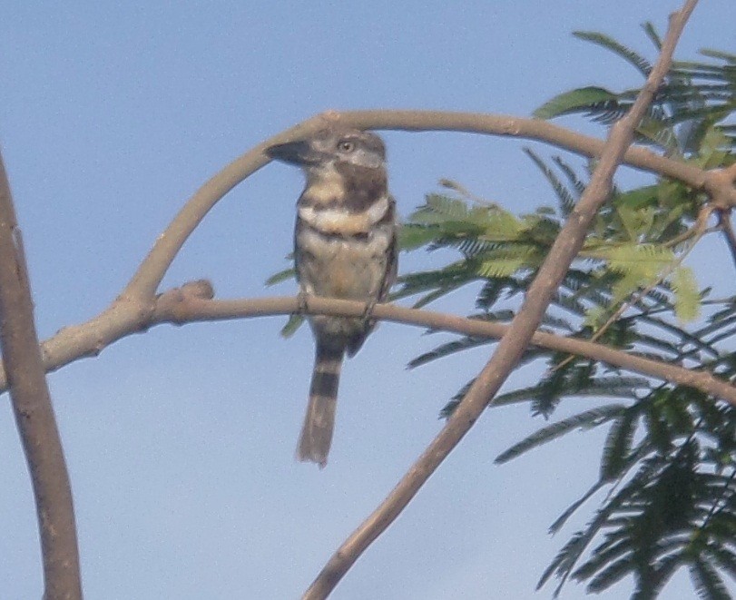 Two-banded Puffbird - ML337958101