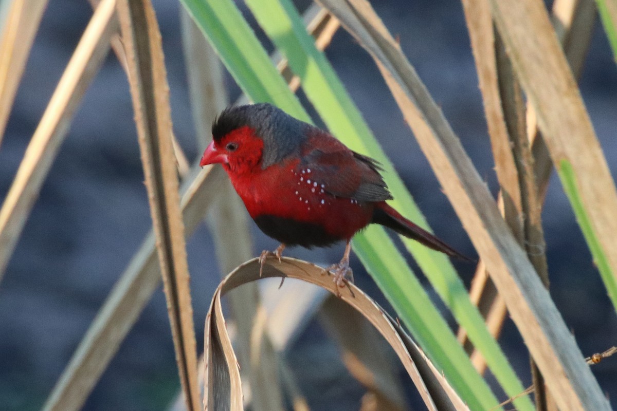 Crimson Finch - ML337958211