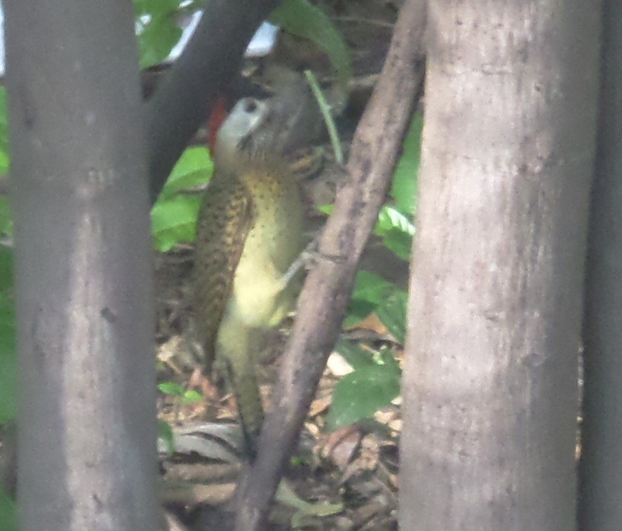 Spot-breasted Woodpecker - Alfredo Correa