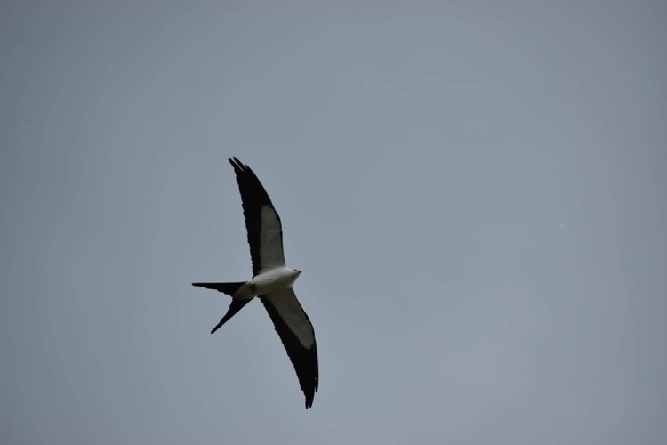 Swallow-tailed Kite - ML337959011