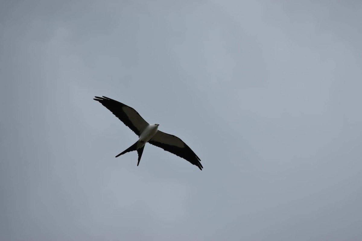 Swallow-tailed Kite - ML337959041