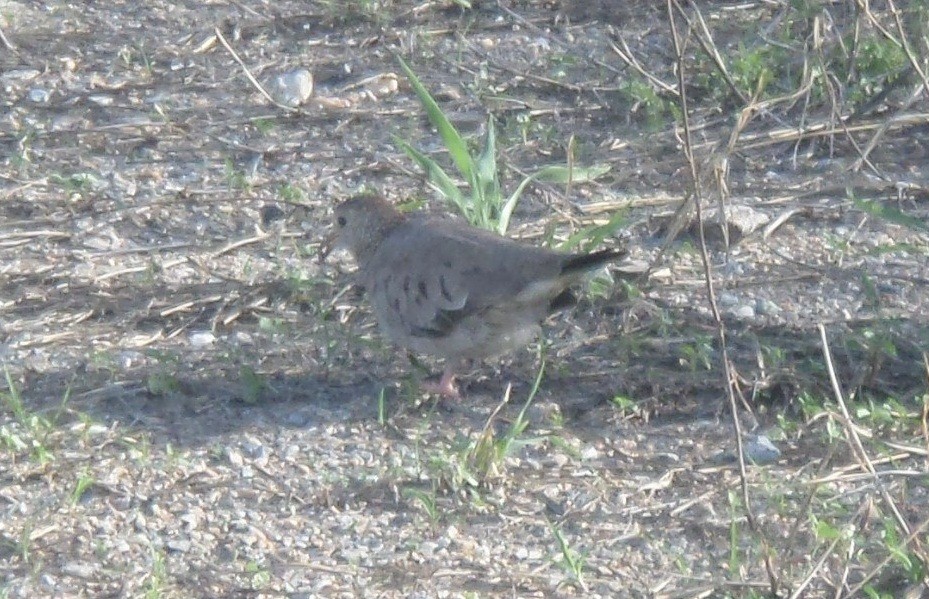 Common Ground Dove - Alfredo Correa