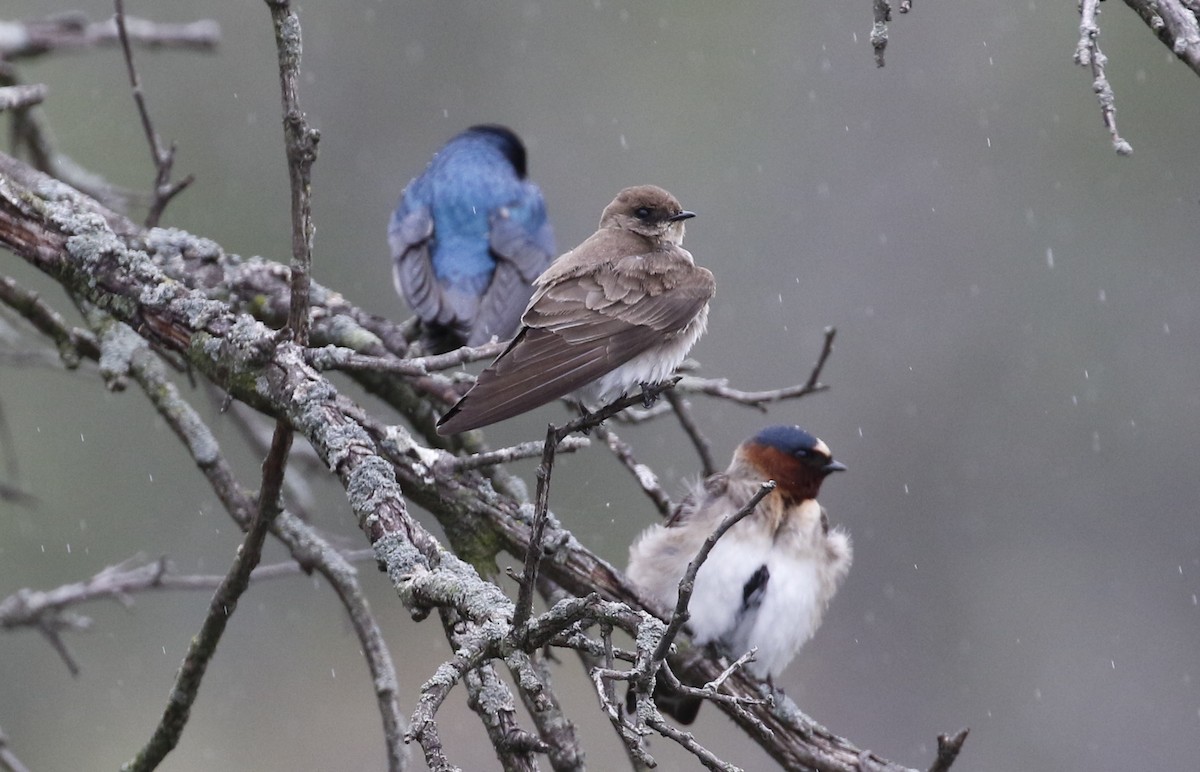 Cliff Swallow - Joan Burns