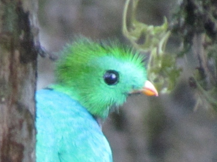 Quetzal resplendissant - ML33796271