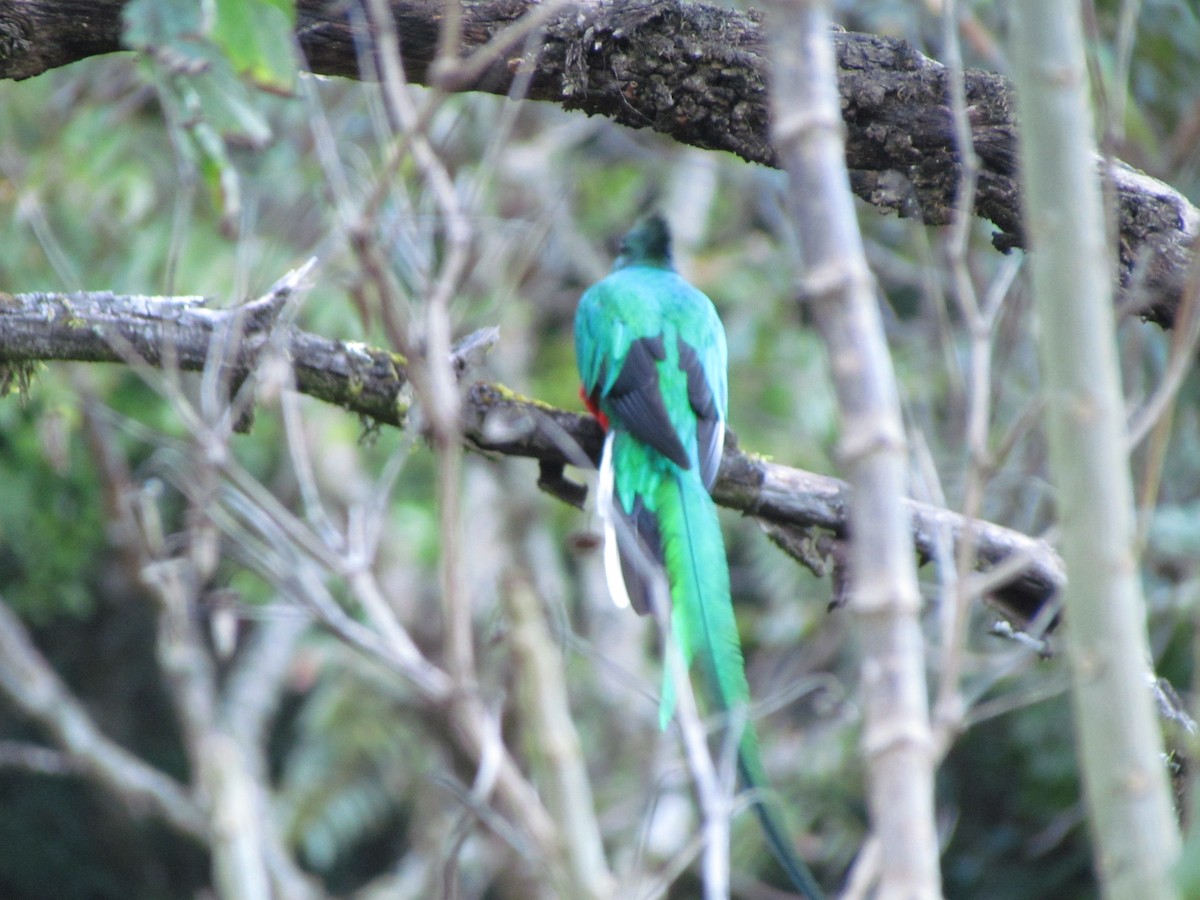 Resplendent Quetzal - Adam Crutcher