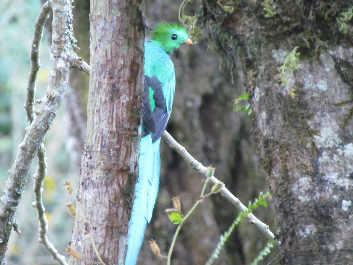 Resplendent Quetzal - ML33796331