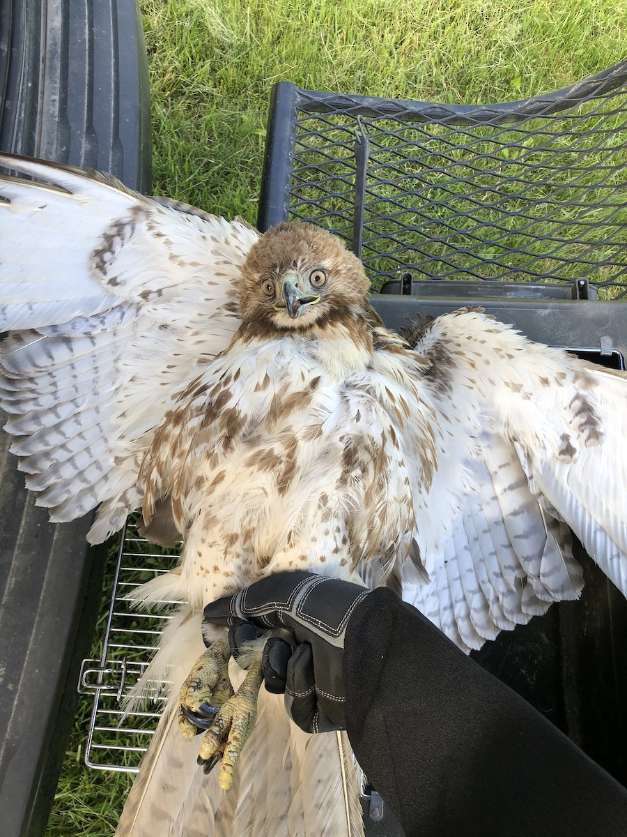 Red-tailed Hawk - Scott Brookens