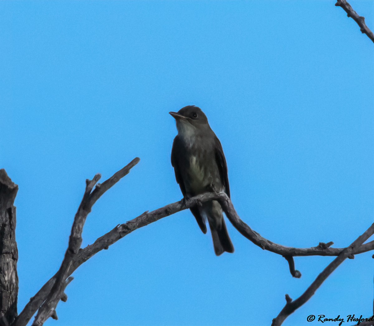 Olive-sided Flycatcher - Randy Hesford