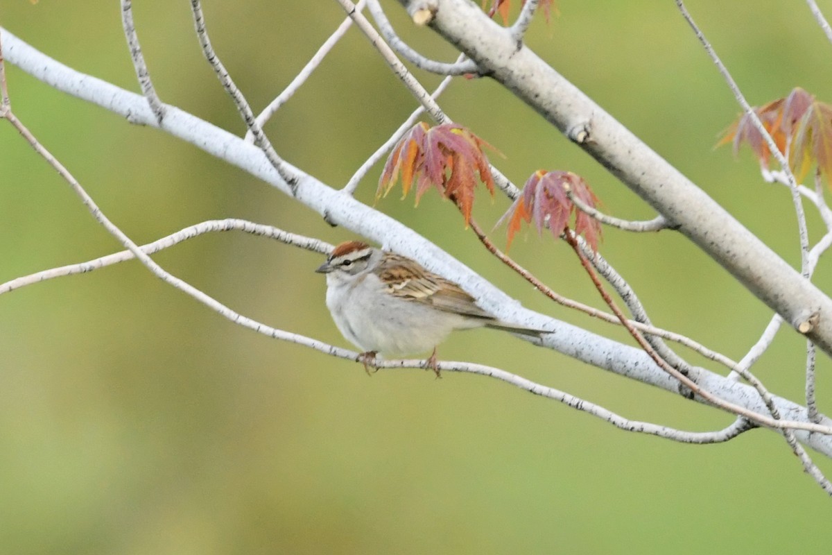 Chipping Sparrow - ML337963621