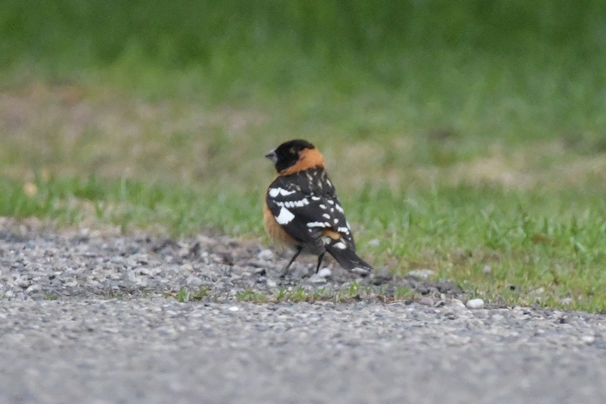 Cardinal à tête noire - ML337964011