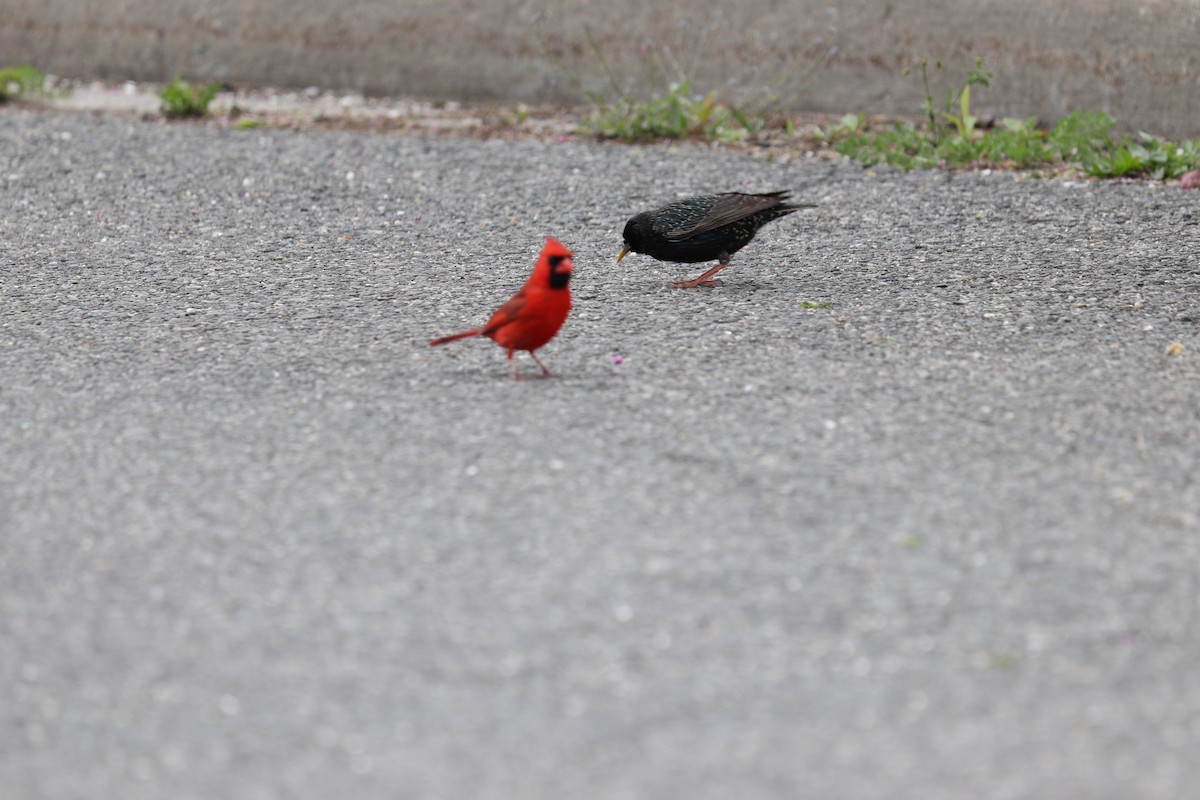 Cardinal rouge - ML337965251