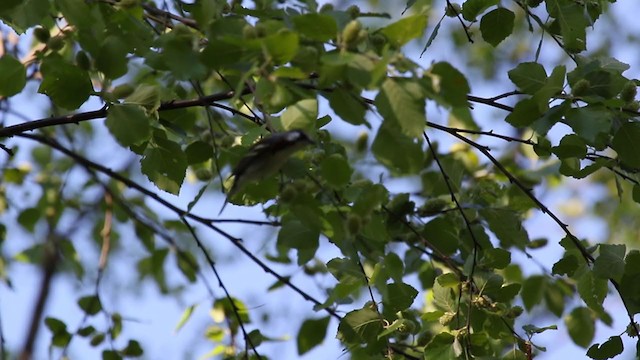 Chestnut-sided Warbler - ML337965581